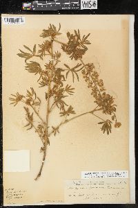 Lupinus salticola image