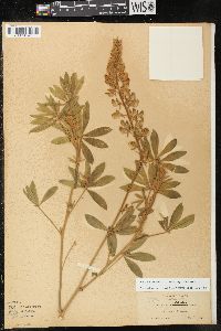 Lupinus formosus image