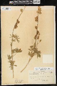 Lupinus salticola image