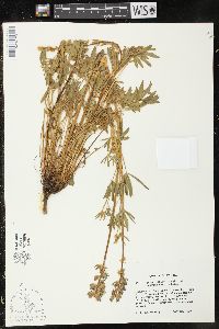 Lupinus lepidus subsp. confertus image