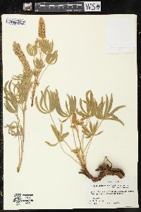 Lupinus leucophyllus subsp. erectus image