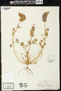 Lupinus grayi image