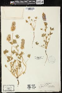 Lupinus grayi image