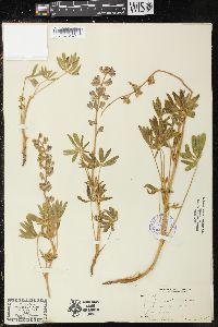 Lupinus hillii image