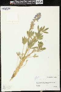 Lupinus kuschei image