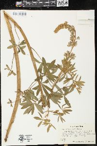 Lupinus sierrae-blancae subsp. sierrae-blancae image