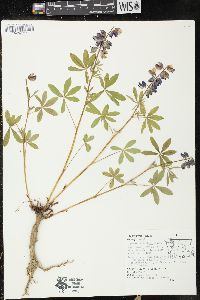 Lupinus latifolius image