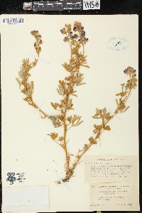 Lupinus layneae image