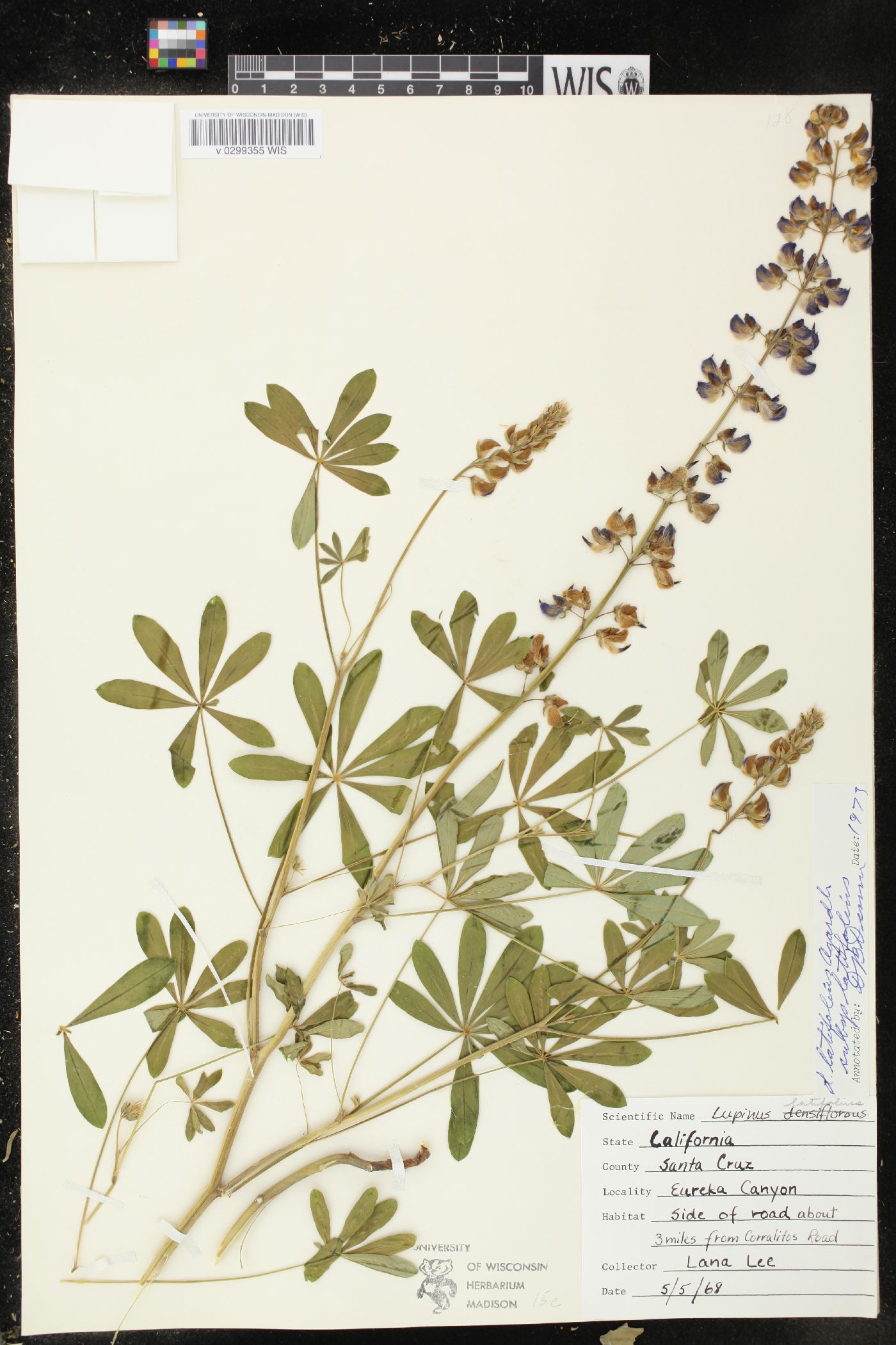 Lupinus latifolius subsp. latifolius image