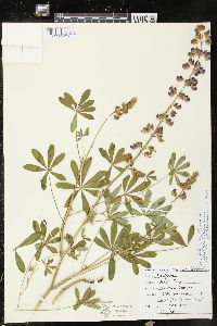 Lupinus latifolius image