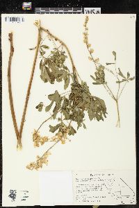 Lupinus latifolius subsp. longipes image