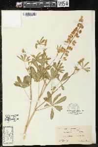 Lupinus latifolius image