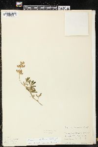 Image of Lupinus littoralis