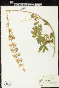 Image of Lupinus longifolius