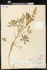Image of Lupinus luteus