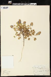 Lupinus lyallii image