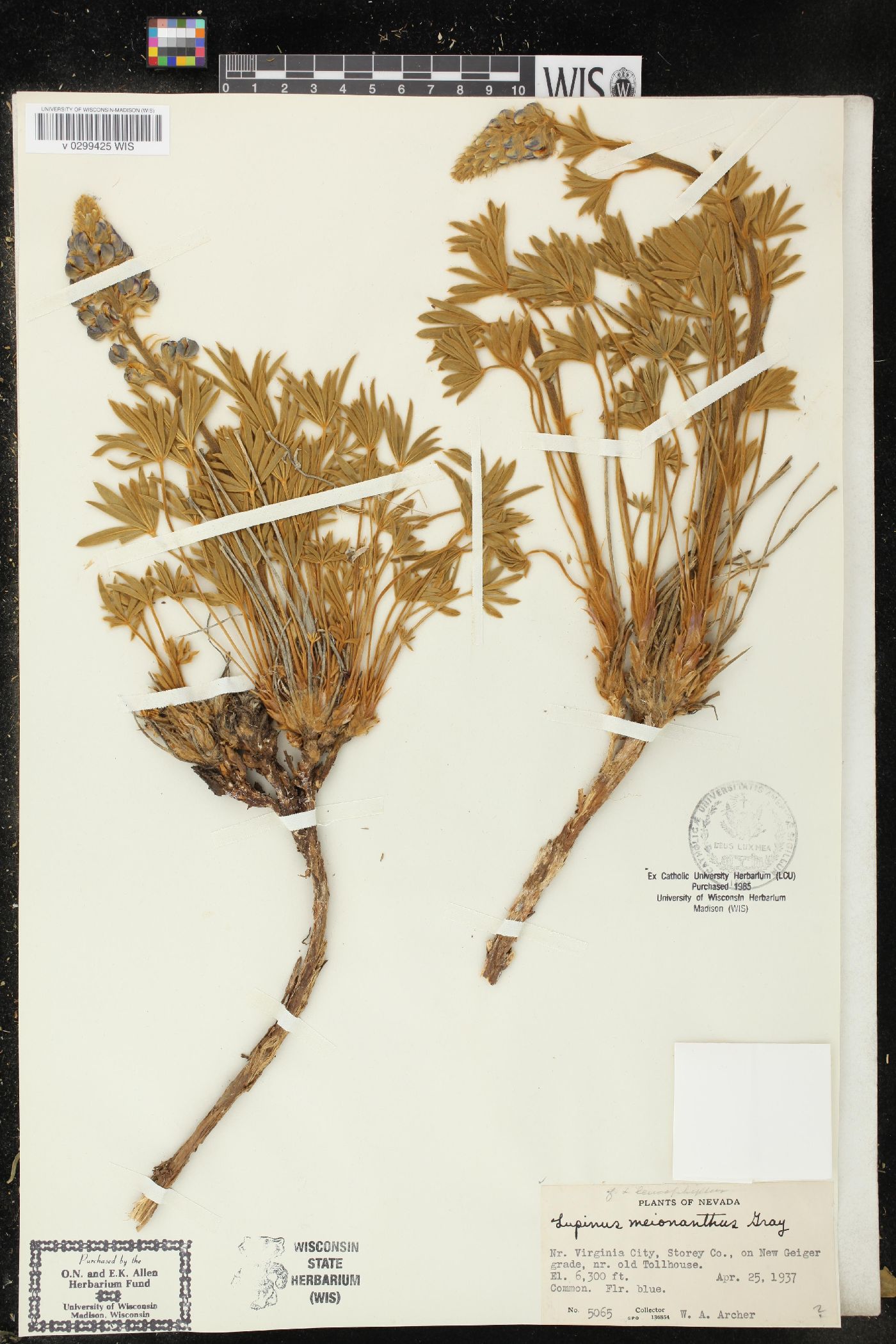 Lupinus meionanthus image