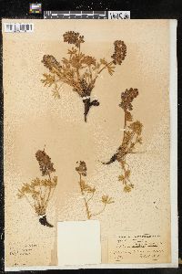 Lupinus minimus image