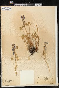 Lupinus minimus image