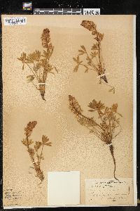 Lupinus minimus image