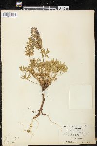 Lupinus minimus image