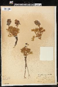 Lupinus minimus image