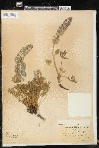 Lupinus minimus image