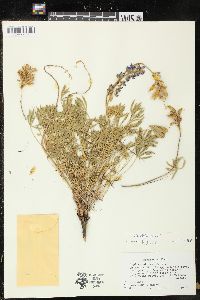 Lupinus minimus image