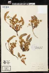Lupinus minimus image
