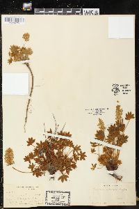 Lupinus minimus image