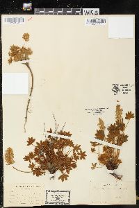 Lupinus minimus image
