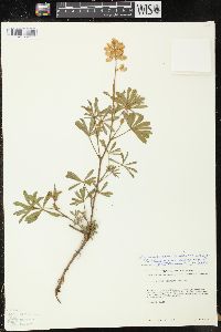 Lupinus neomexicanus image