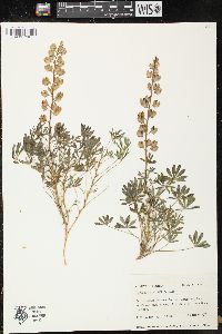 Lupinus nuttallii image