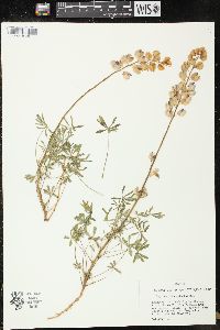 Lupinus nuttallii image