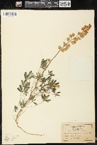 Lupinus nuttallii image