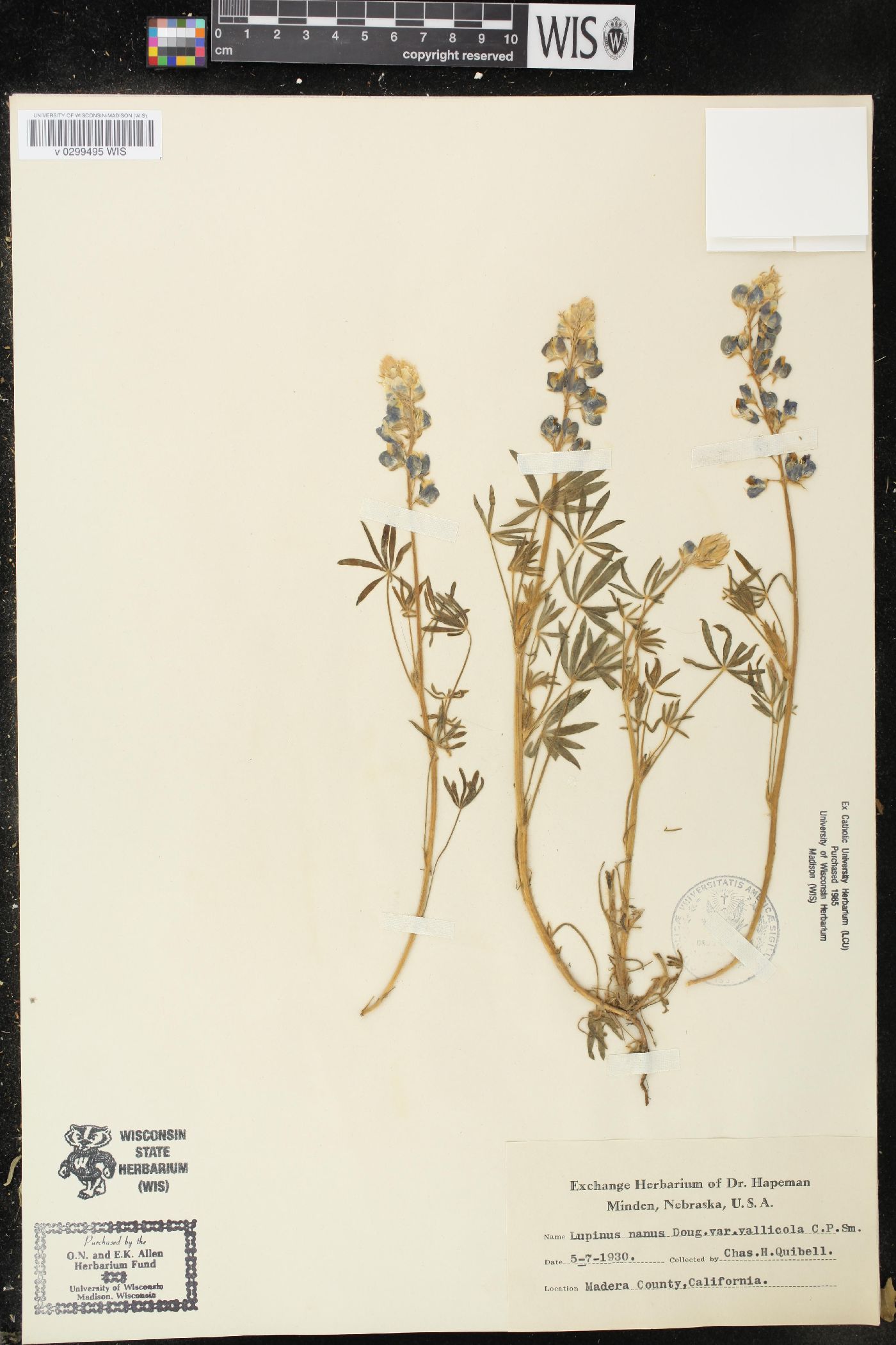 Lupinus nanus var. vallicola image