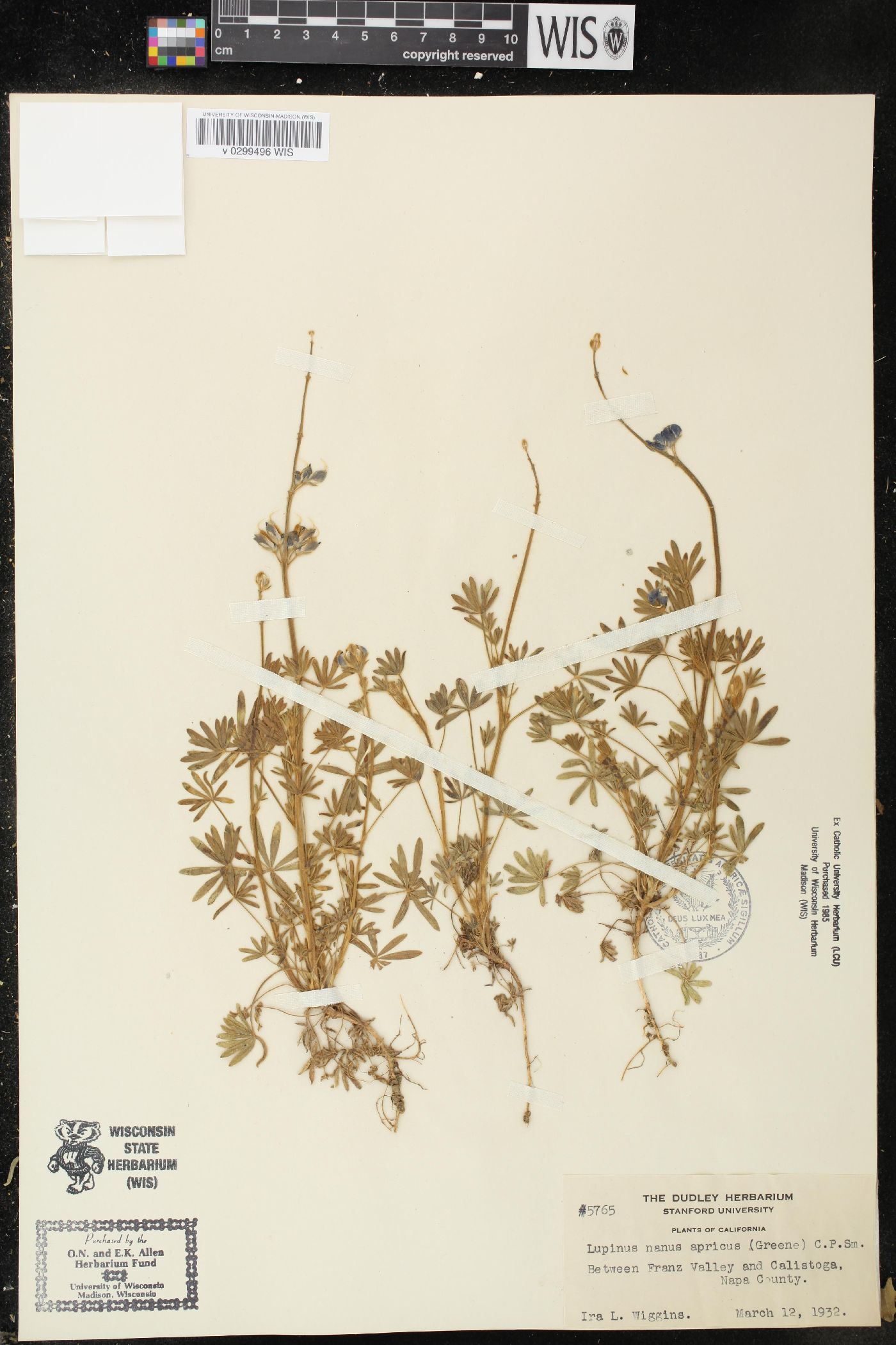 Lupinus nanus var. apricus image