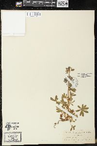 Image of Lupinus carnosulus