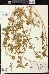 Lupinus nanus subsp. latifolius image