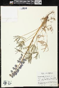 Lupinus nanus subsp. latifolius image