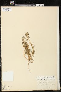 Lupinus nanus subsp. latifolius image