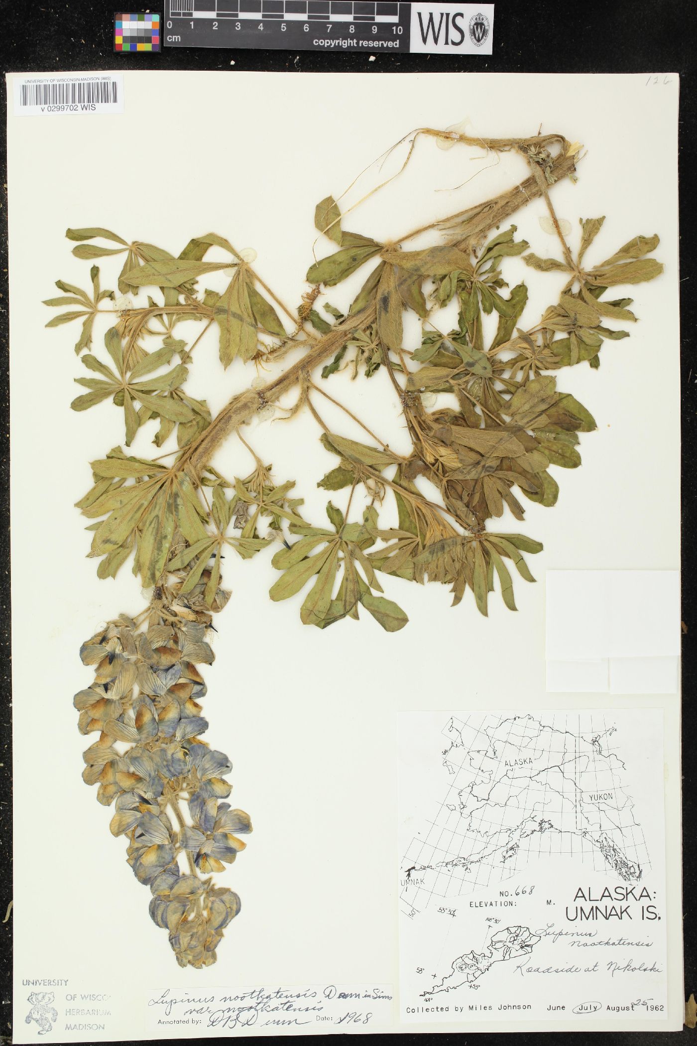 Lupinus nootkatensis var. nootkatensis image