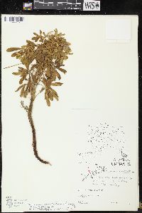 Lupinus nootkatensis var. fruticosus image