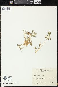 Lupinus odoratus image