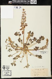 Lupinus brevicaulis image