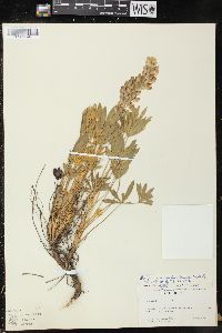 Lupinus ornatus image