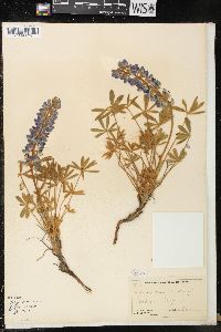 Lupinus ornatus image