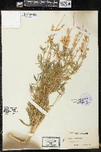 Image of Lupinus parviflorus