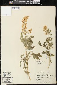 Lupinus spathulatus image