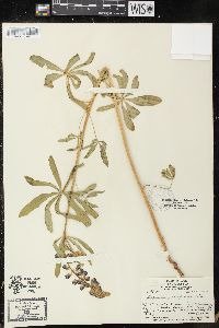 Lupinus parviflorus image